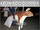Krowa do dojenia