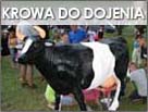 Krowa do dojenia