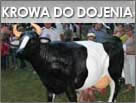 Krowa do Dojenia